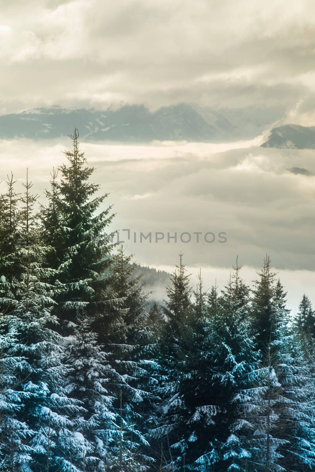 Snow covered fir trees against blue sky on cold winter