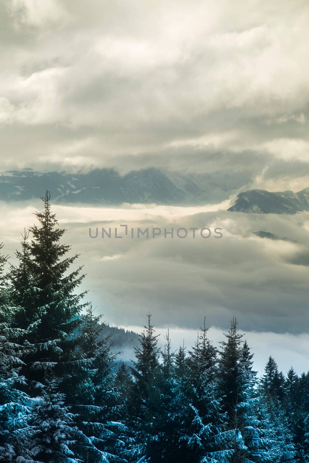 Snow covered fir trees against blue sky on cold winter