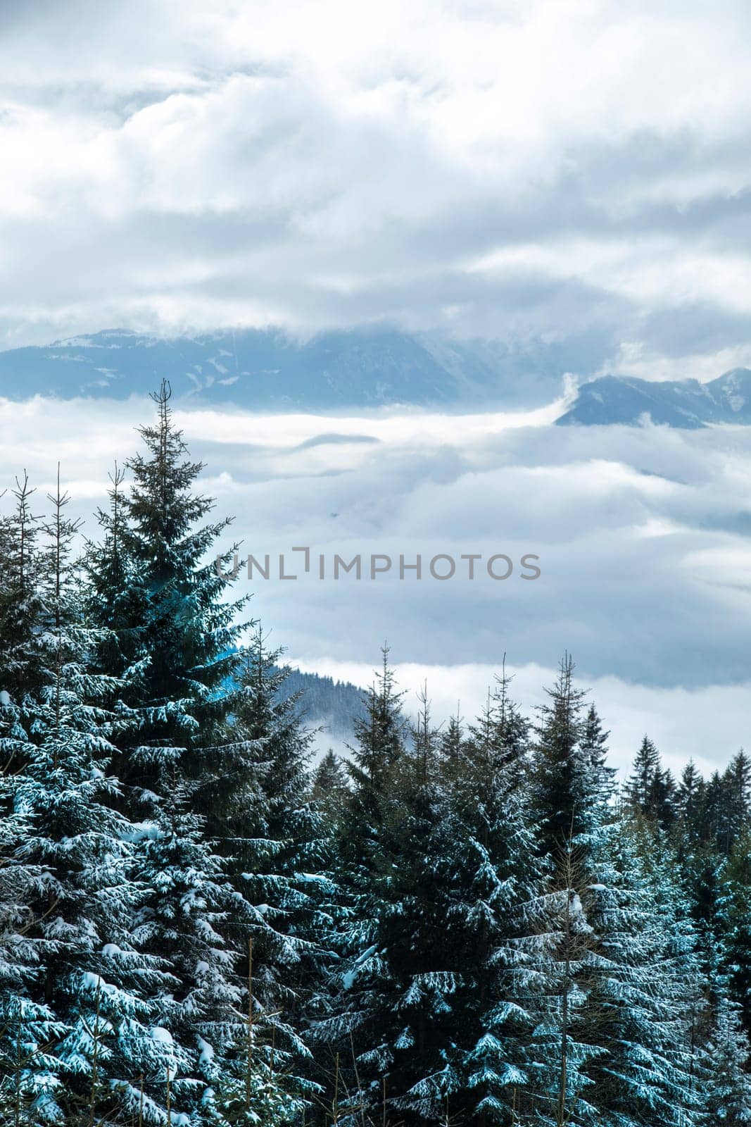 Mountains, trees covered with white snow