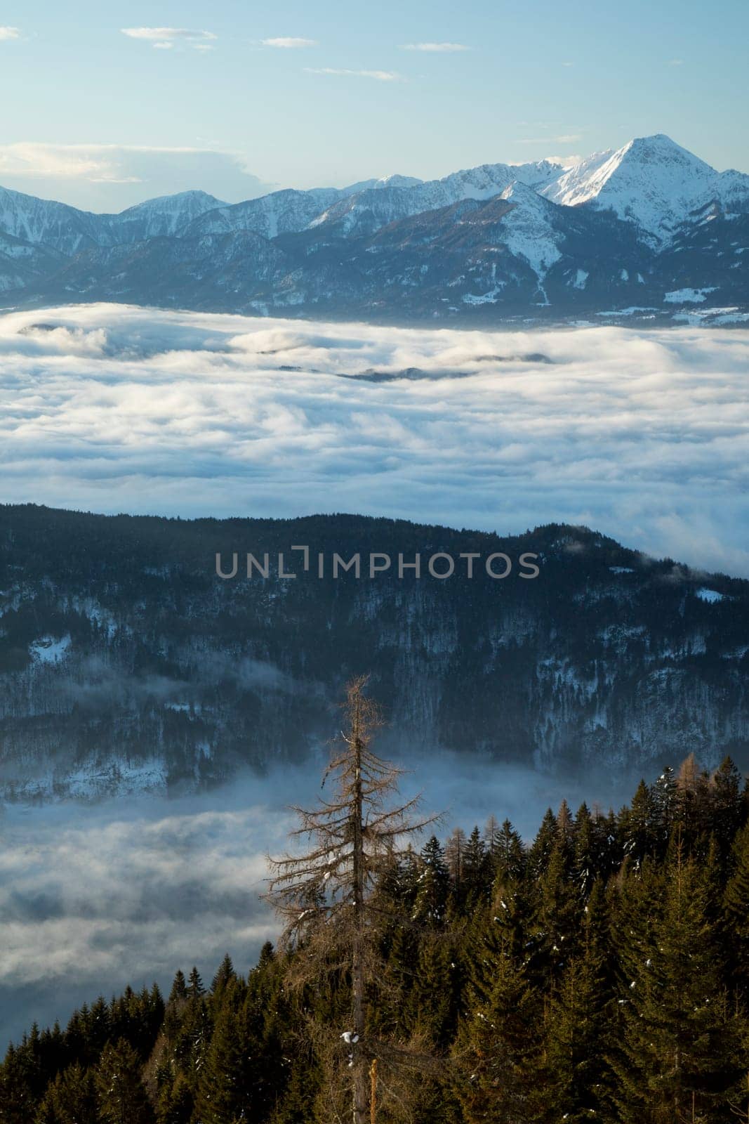 Winter trees in mountains, nature landscape