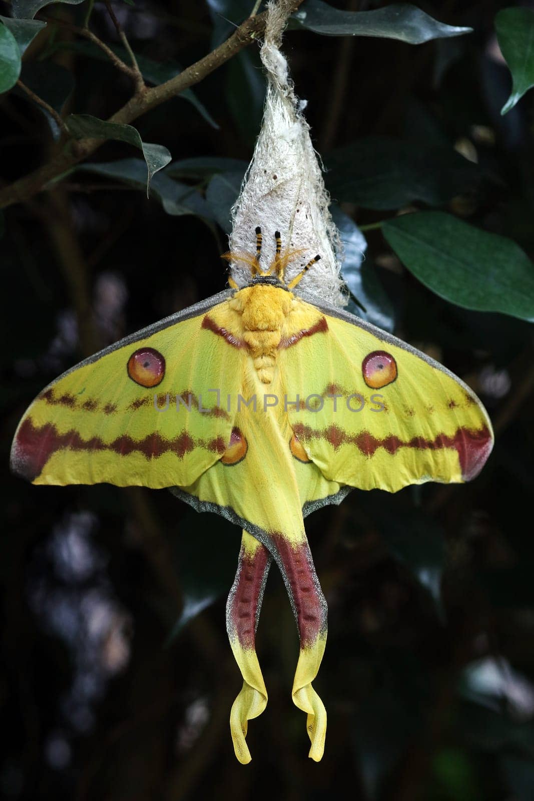 A female comet butterfly (Argema mittrei) is a yellow-red butterfly from Madagascar