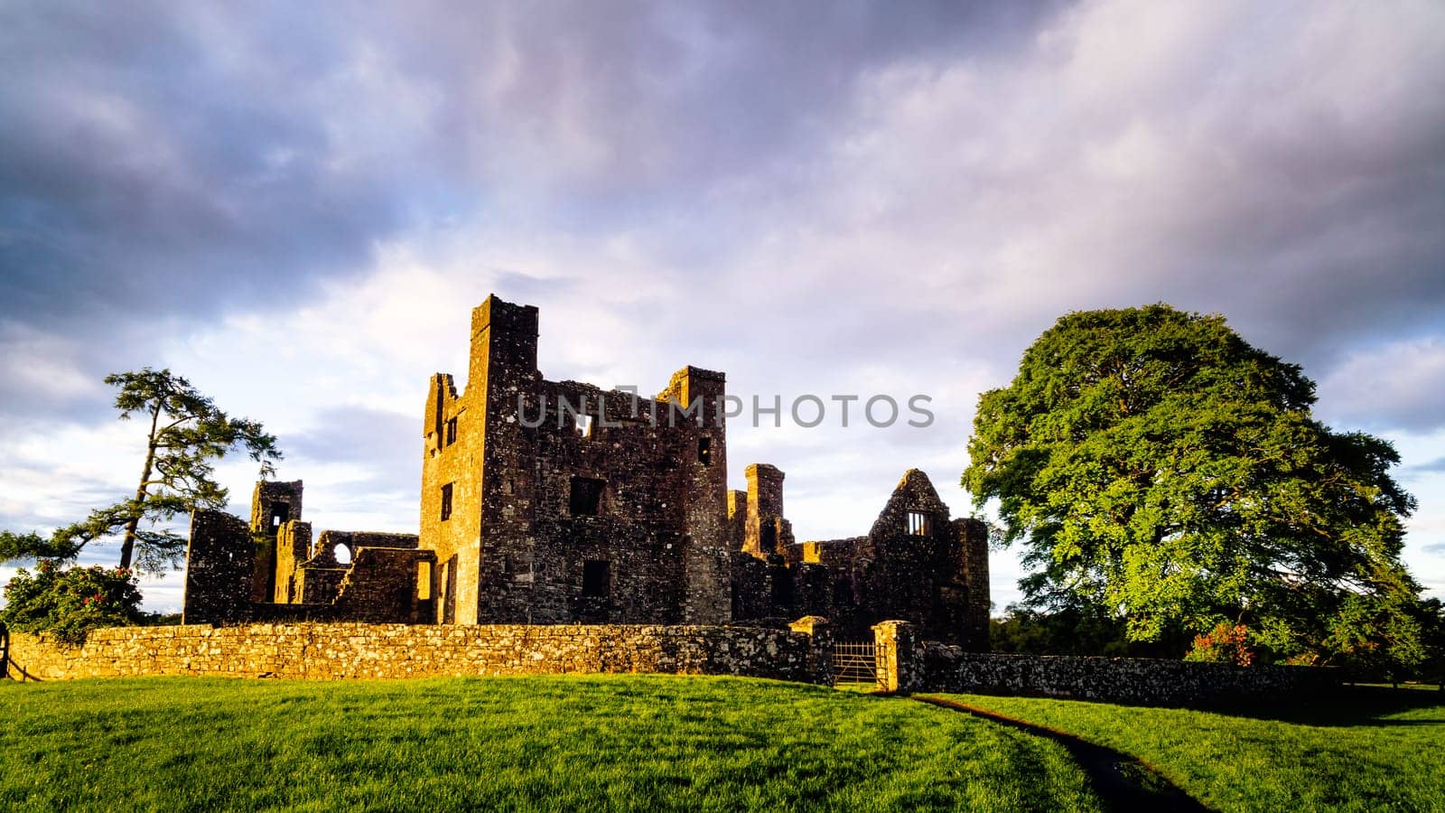 Ruins of old, 12th century Bective Abbey, with surrounding wall and large green tree. Dramatic stormy sky at sunset. County Meath, Ireland