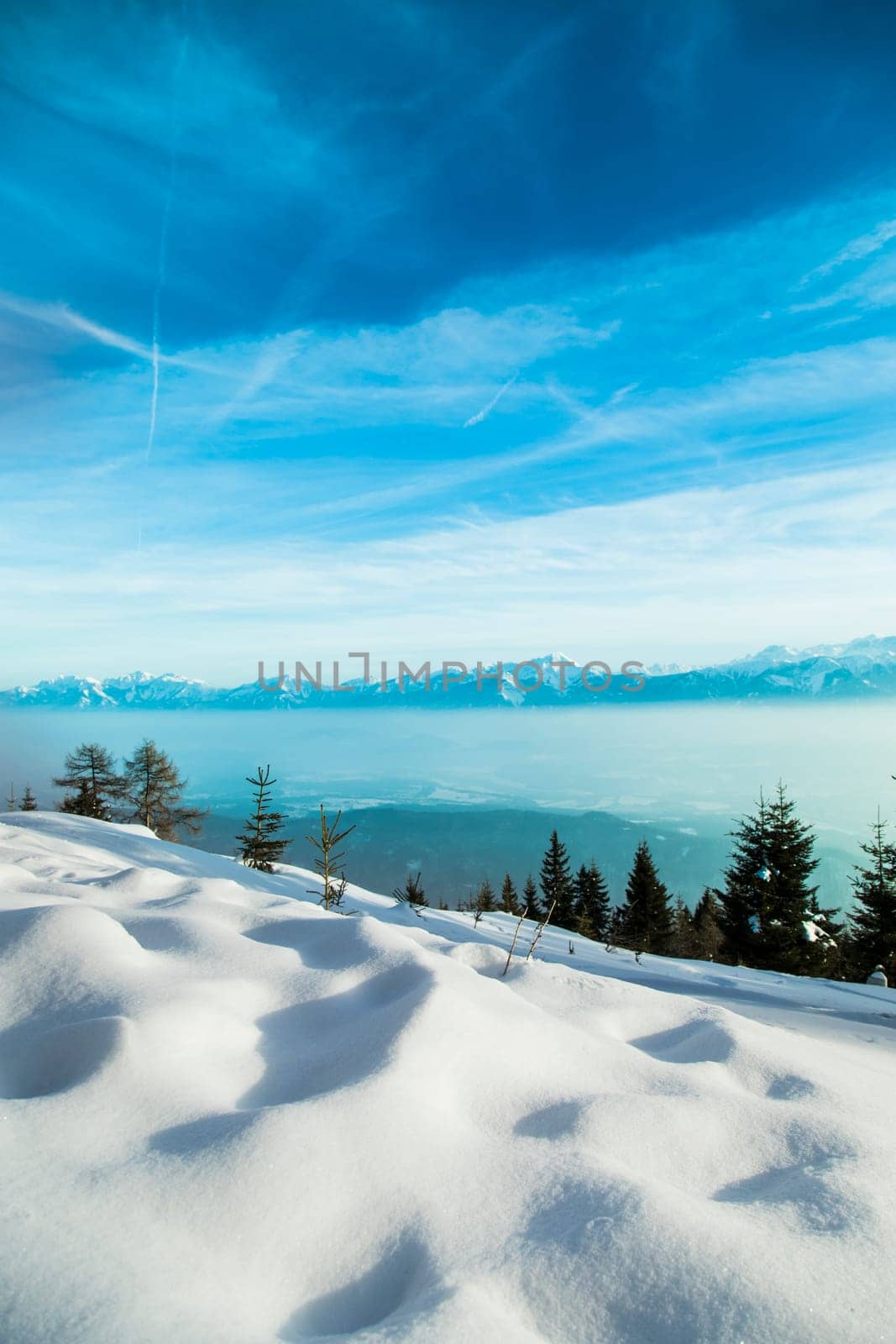 Winter landscape in the snowy wood