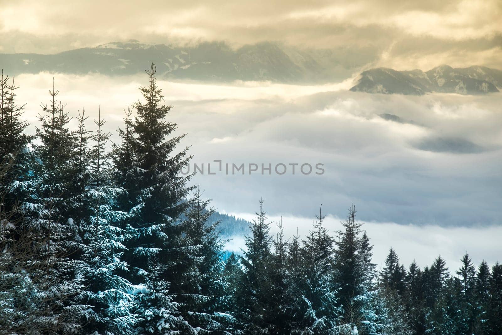 Snow covered fir trees against blue sky on cold winter