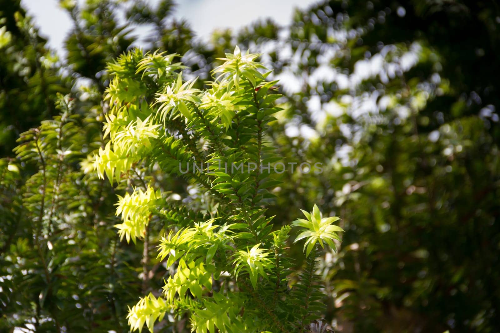 green araucaria on sky in summer