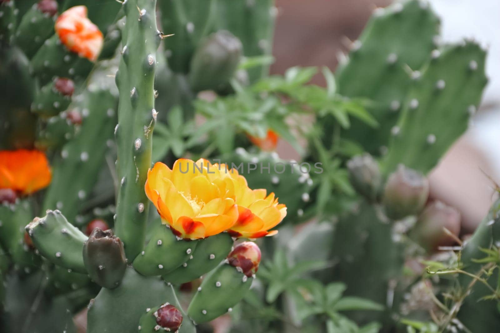 cactus and succulents with yellow flowers in spring