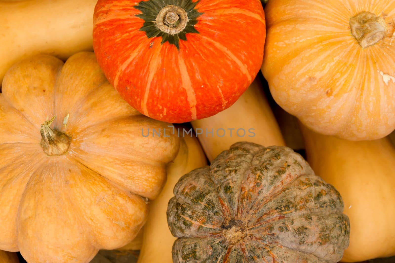 variety background of squash from the garden
