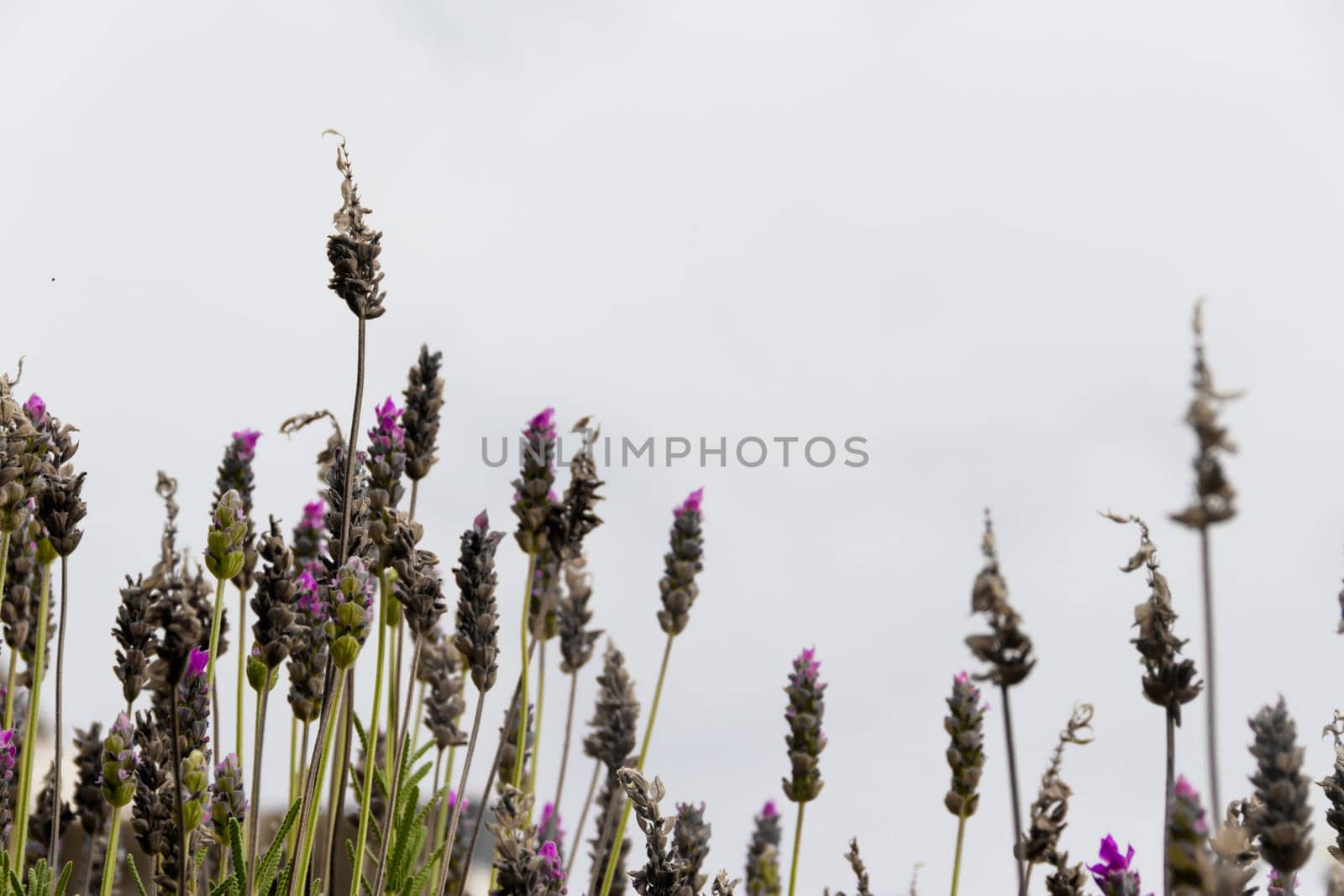 lavender aromatic plants backlit over gray sky