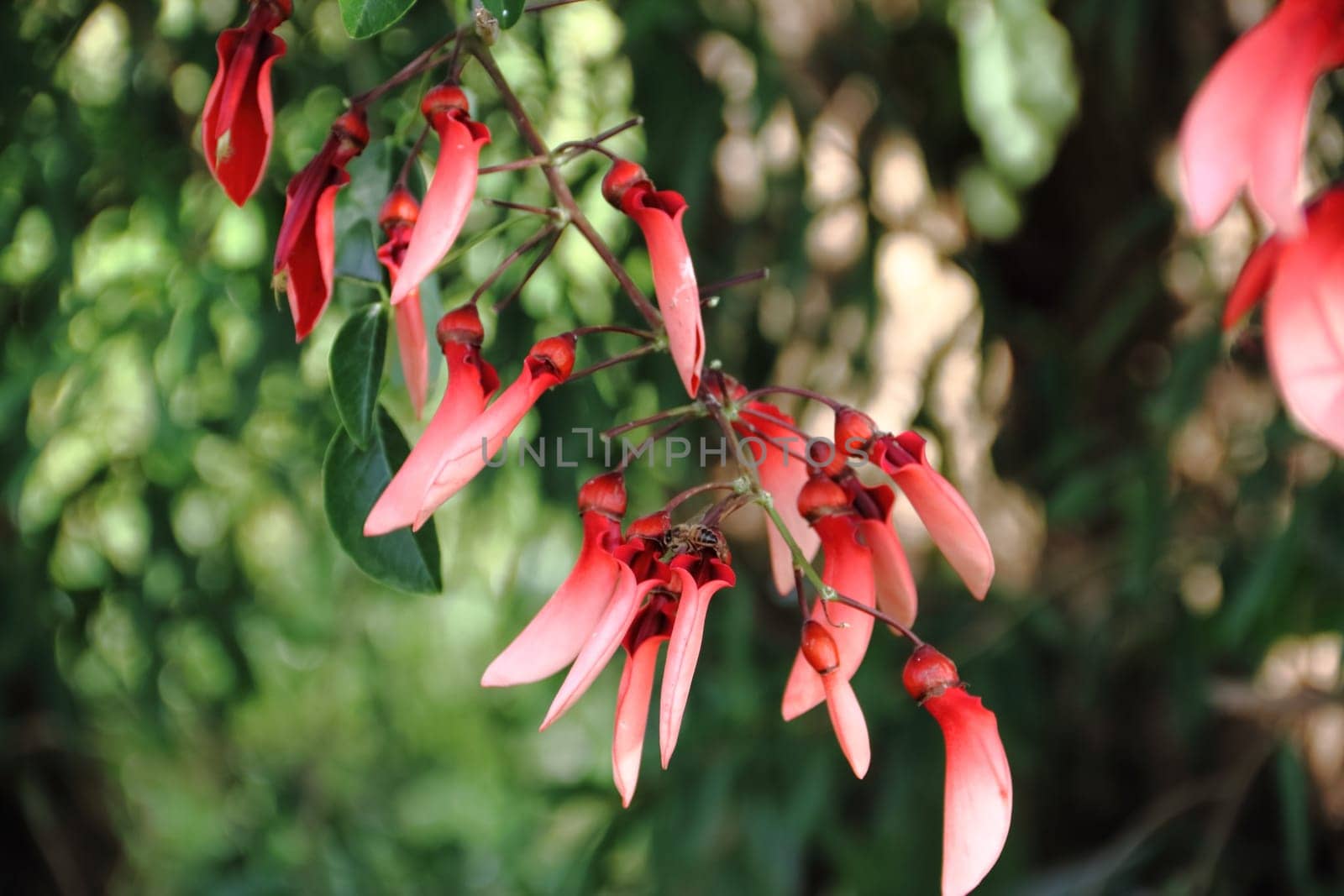 Erythrina crista galli native to South America national flower of Argentina
