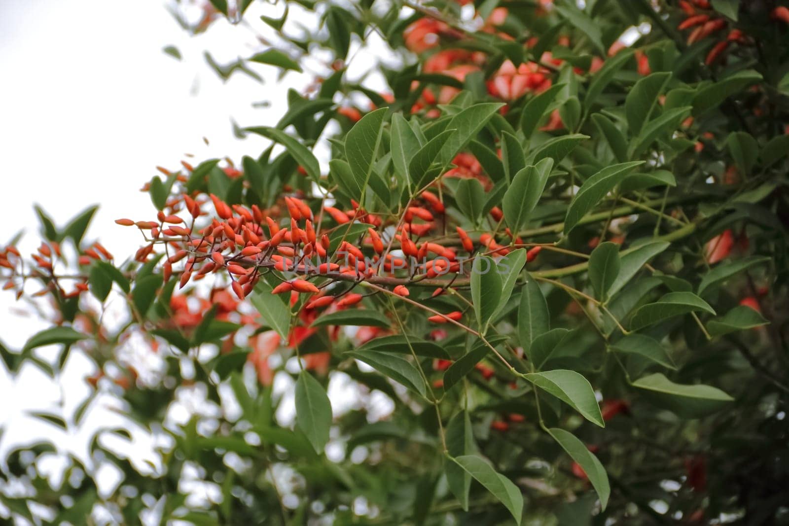 Erythrina crista galli native to South America national flower of Argentina