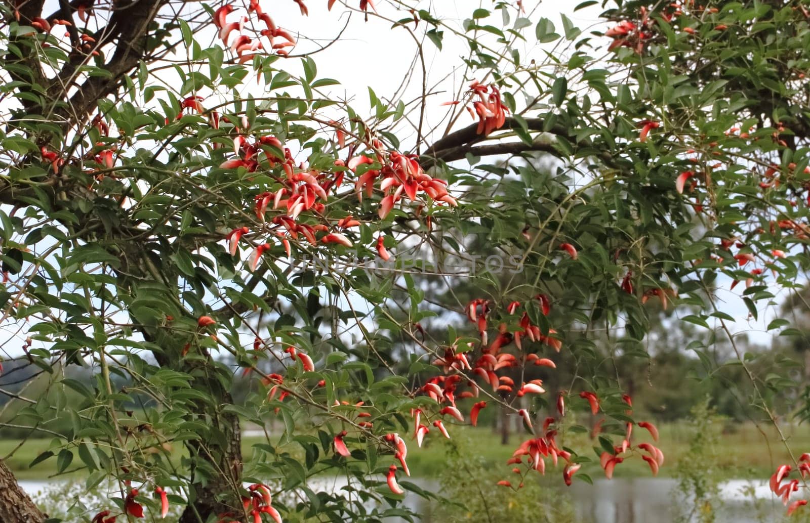 Erythrina crista galli native to South America national flower of Argentina