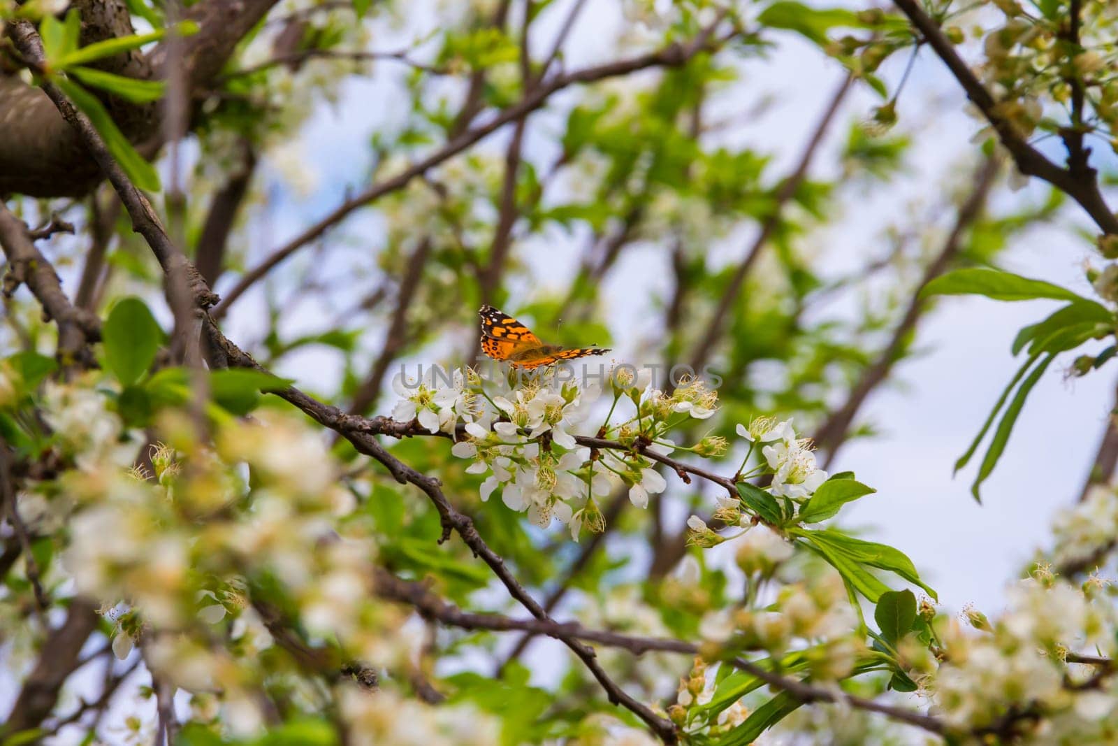 butterfly perched on the branches of the flowering plum
