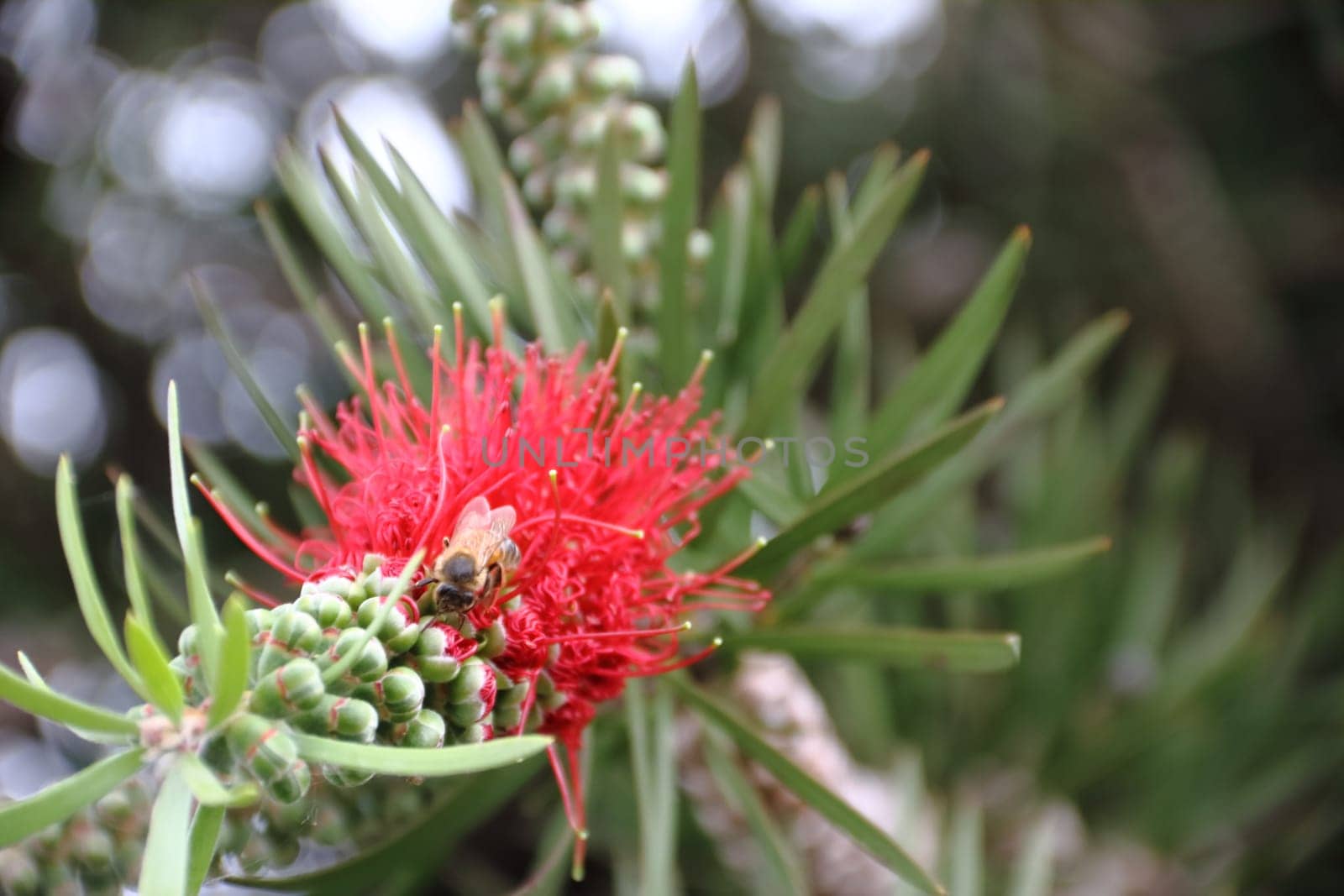 Red Callistemon bloomed in spring