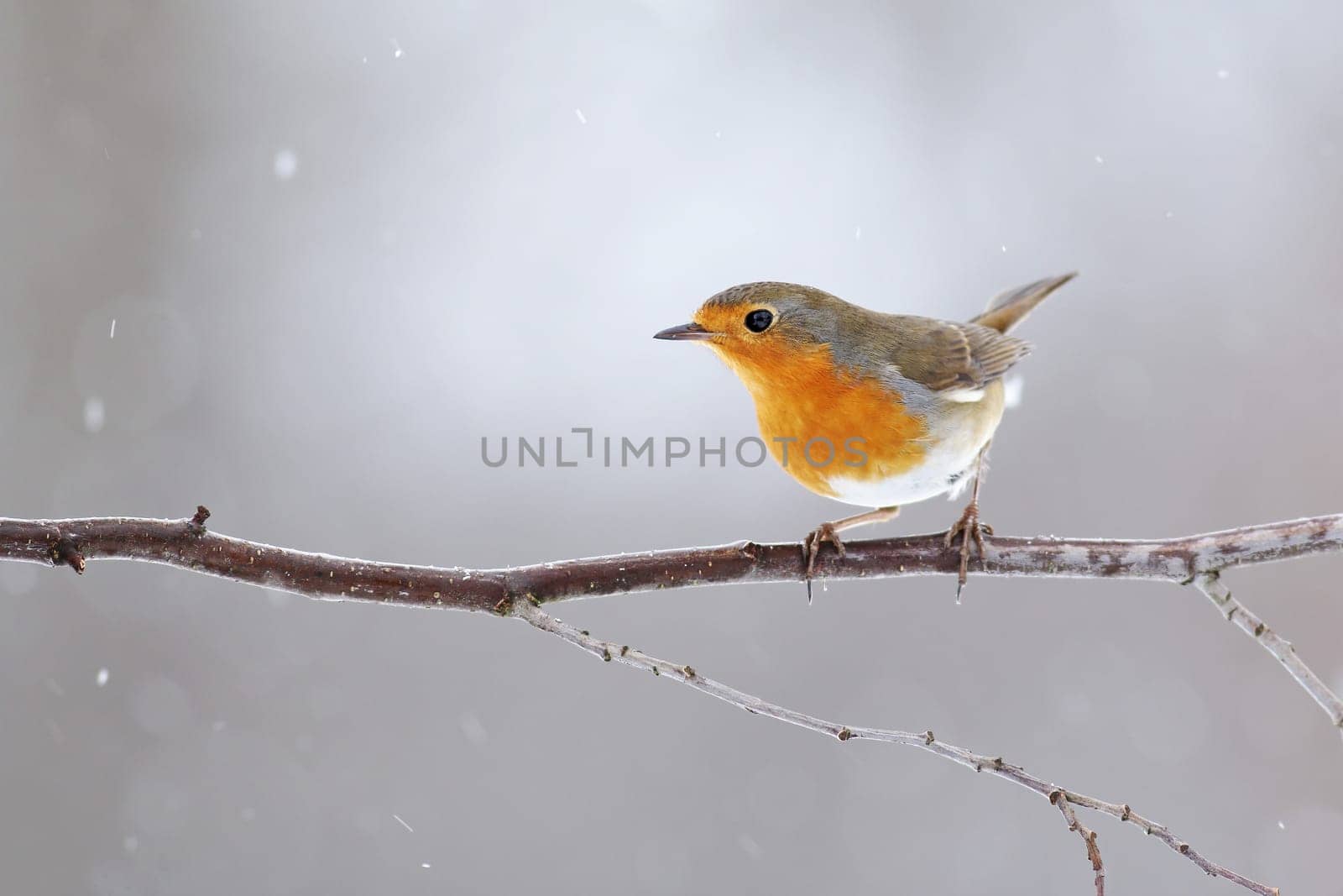 European robin, erithacus rubecula, with orange feathers on breast sitting on a twig in winter. Small bird in garden during snowfall. Wild animal in rural environment.