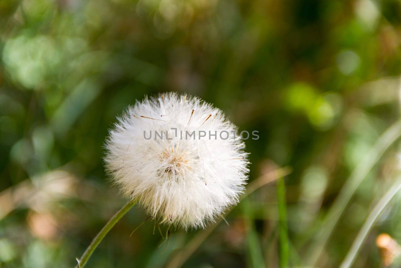 dandelion herbs with defocused background in spring