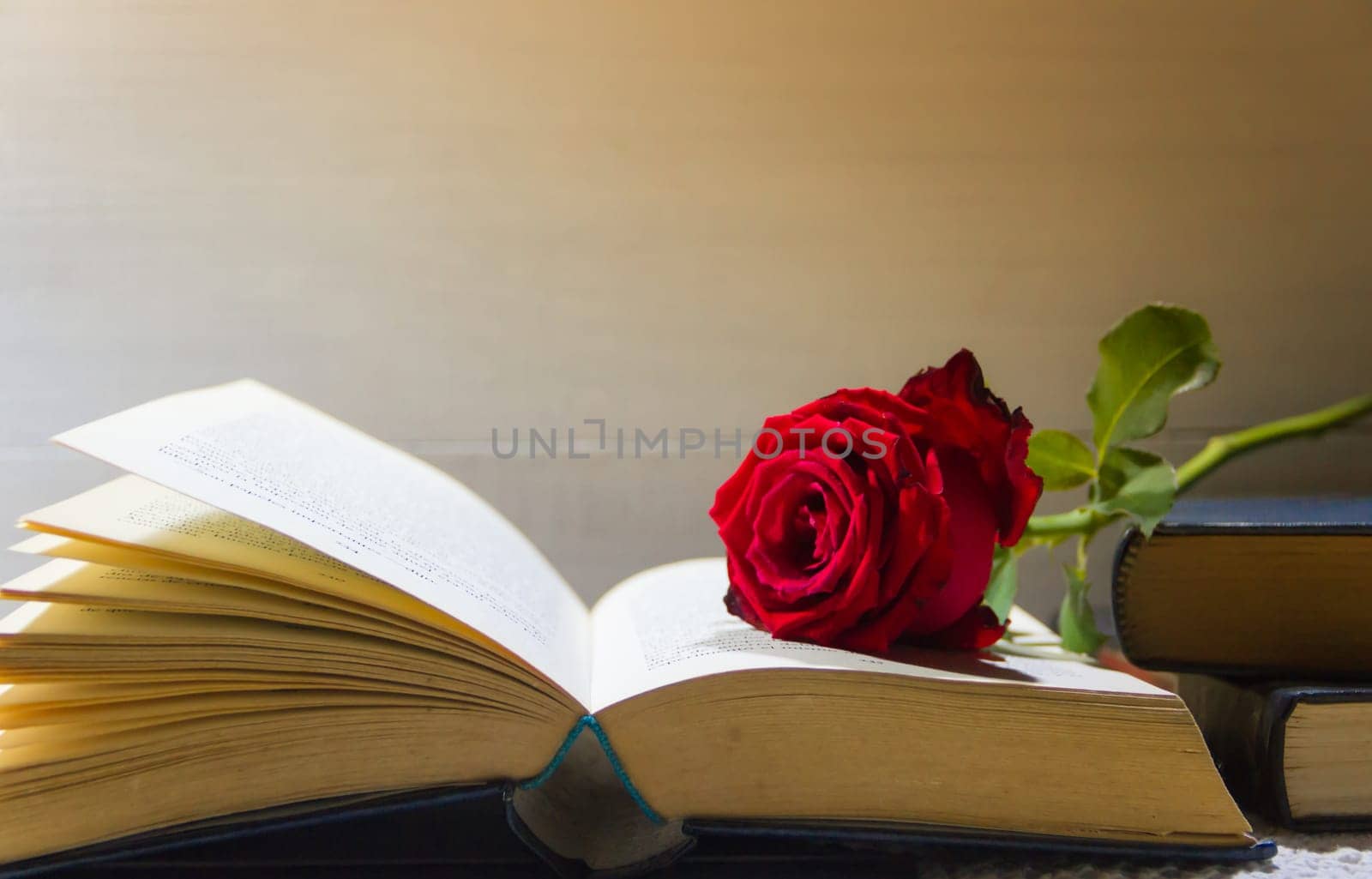 romantic red rose on the open book