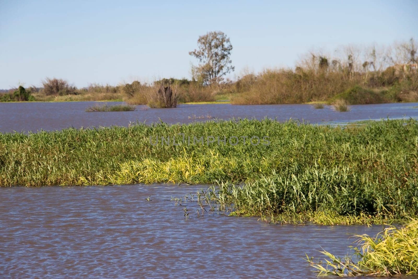 river very grown, vegetation south america