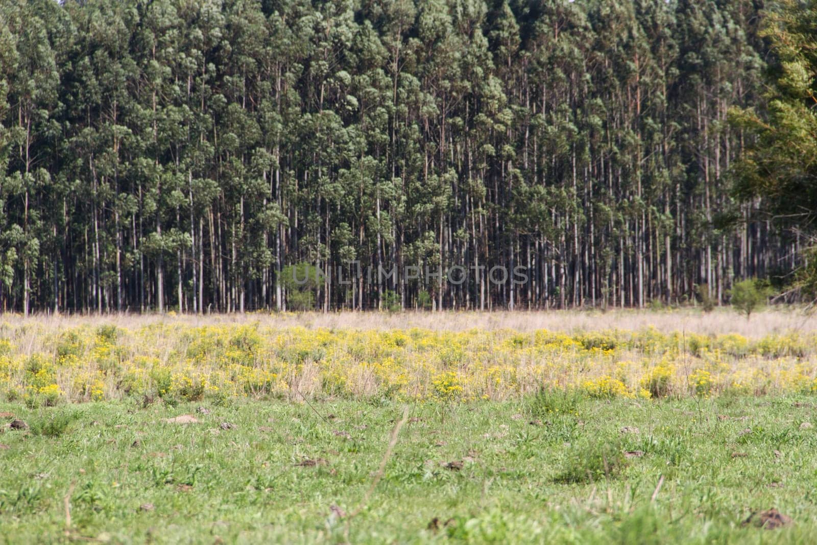 Argentinian countryside landscapes with shades of green yellow flowers cattle and streams