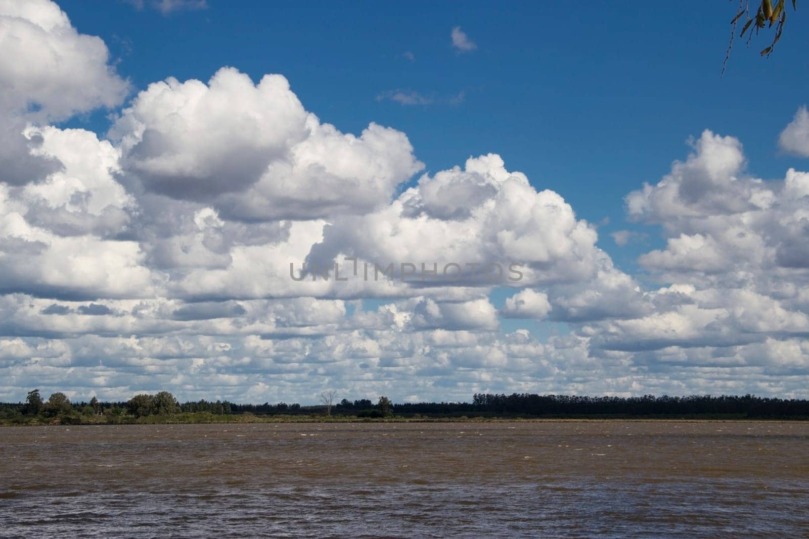 river very grown, vegetation south america