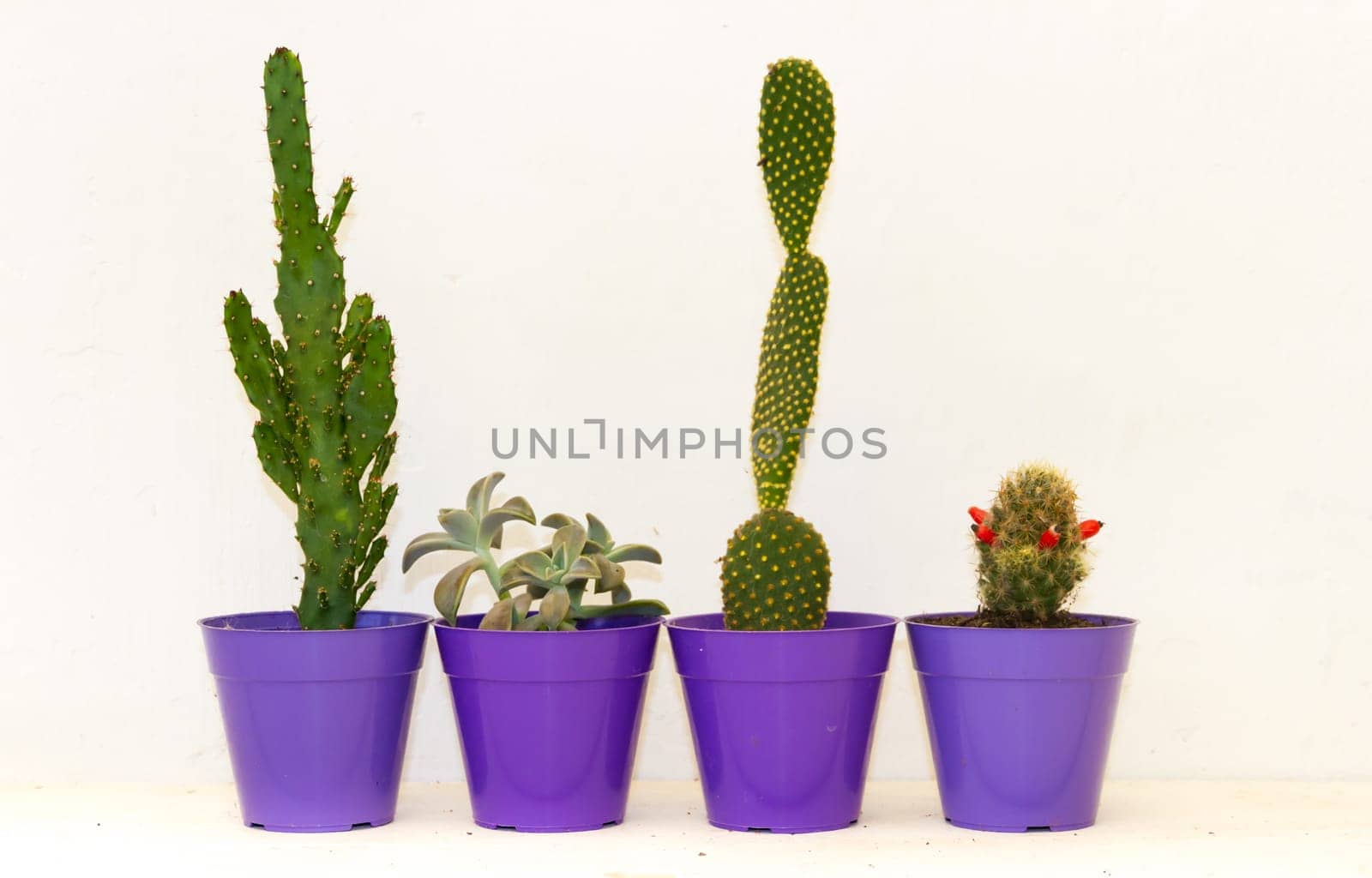 cactus and succulents in colorful pots on white background