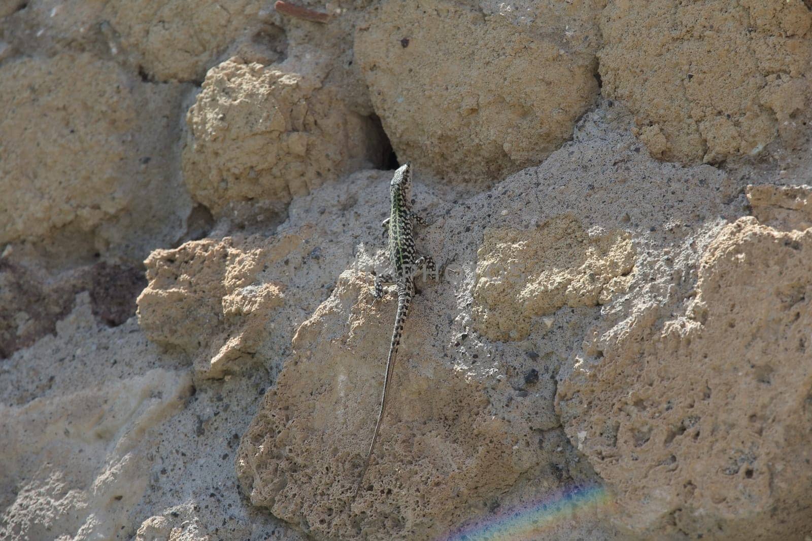 beautiful lizard among the stones in summer