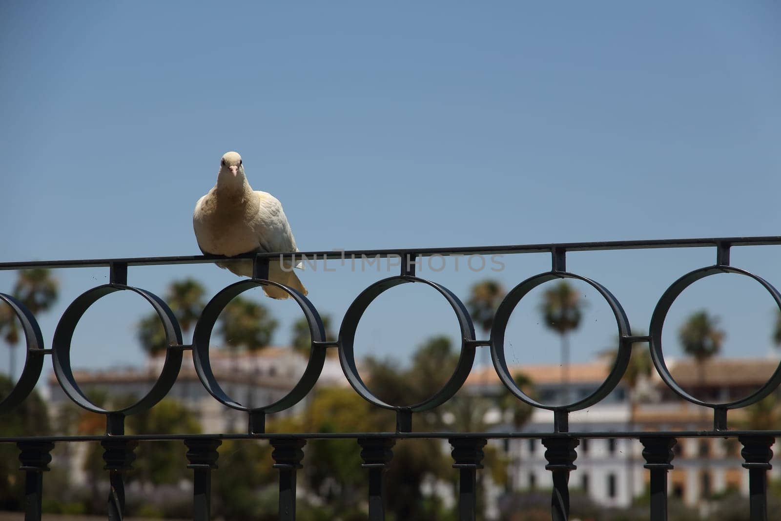 white dove perched on the balcony grating