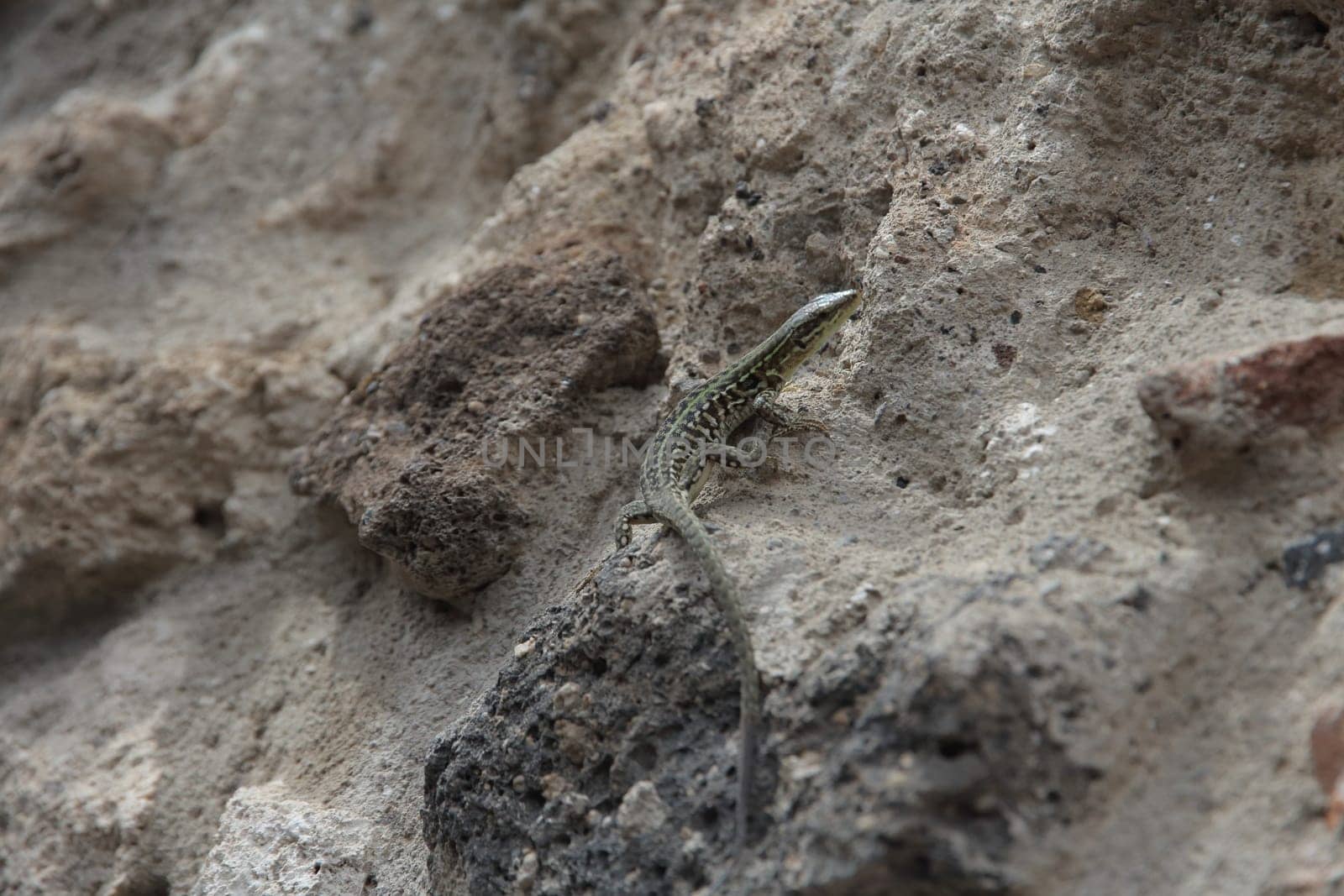 beautiful lizard among the stones in summer