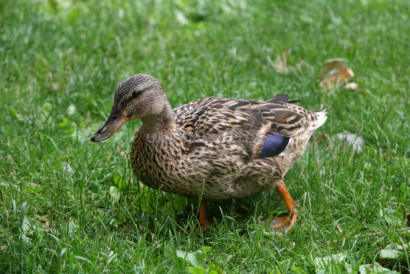 A beautiful plumage duck on the grass in spring