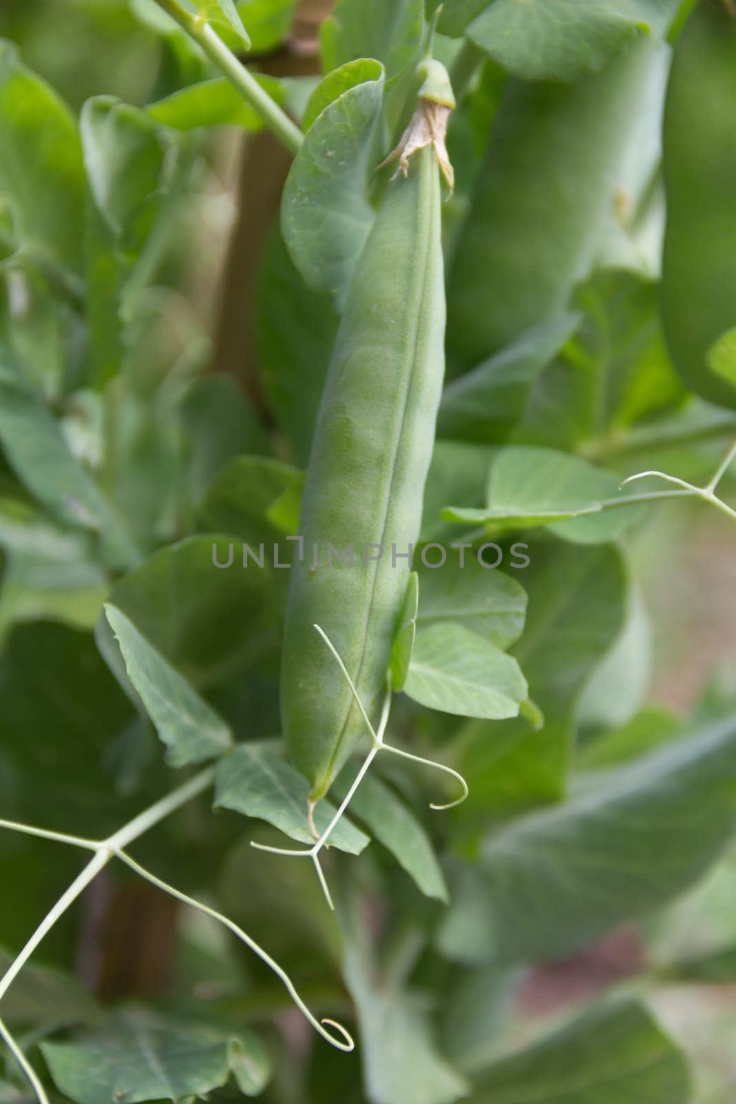detail of the green pea beans on the organic garden plant