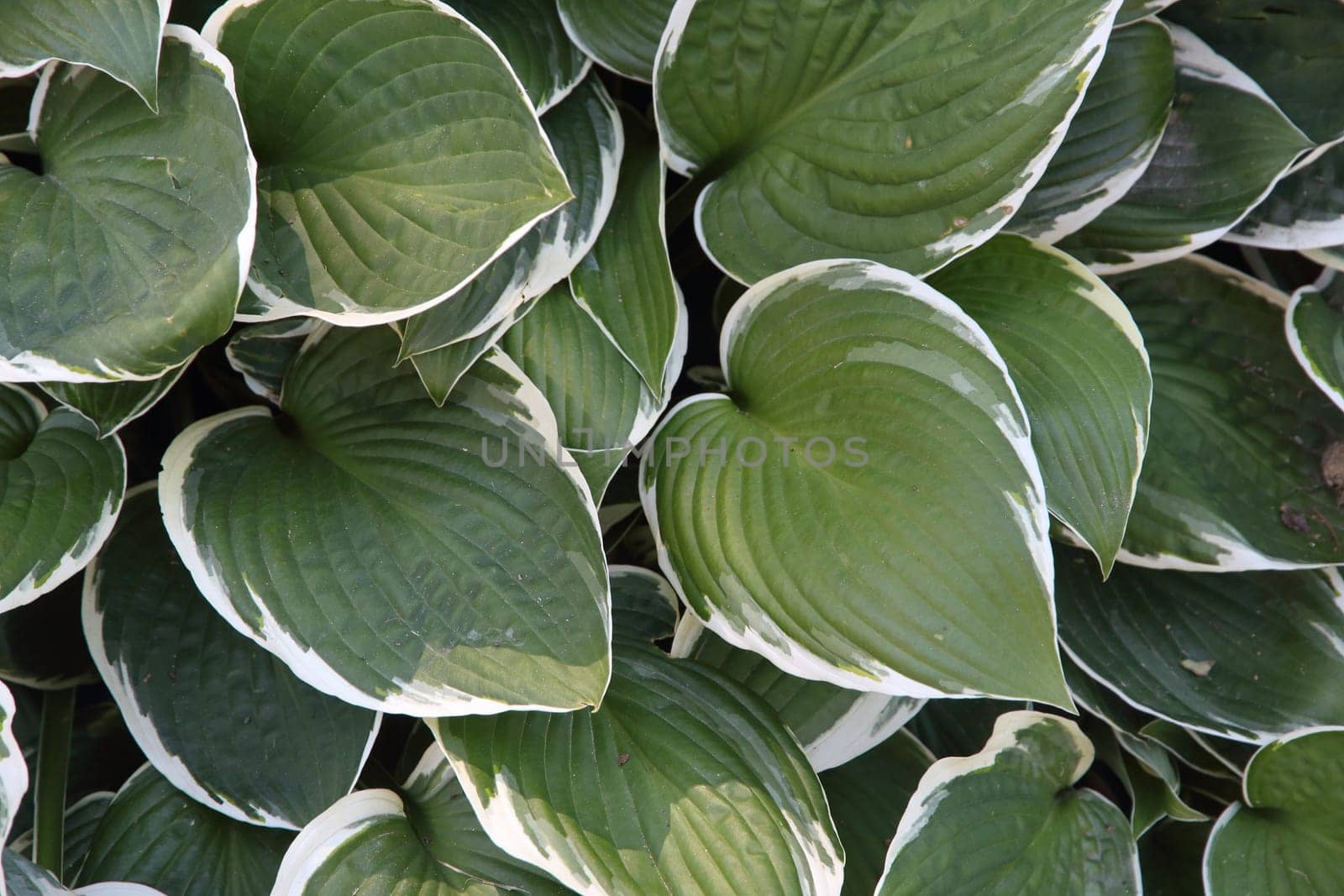 Textured background of green and white leaves