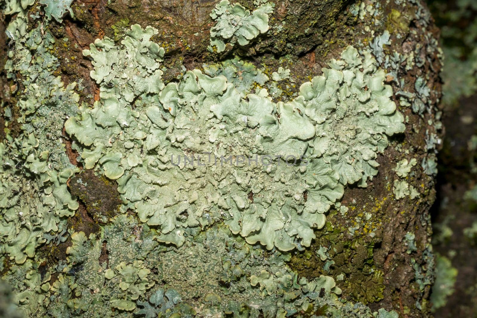 Close-up of a gray-green tree lichen on the bark of an old fruit tree
