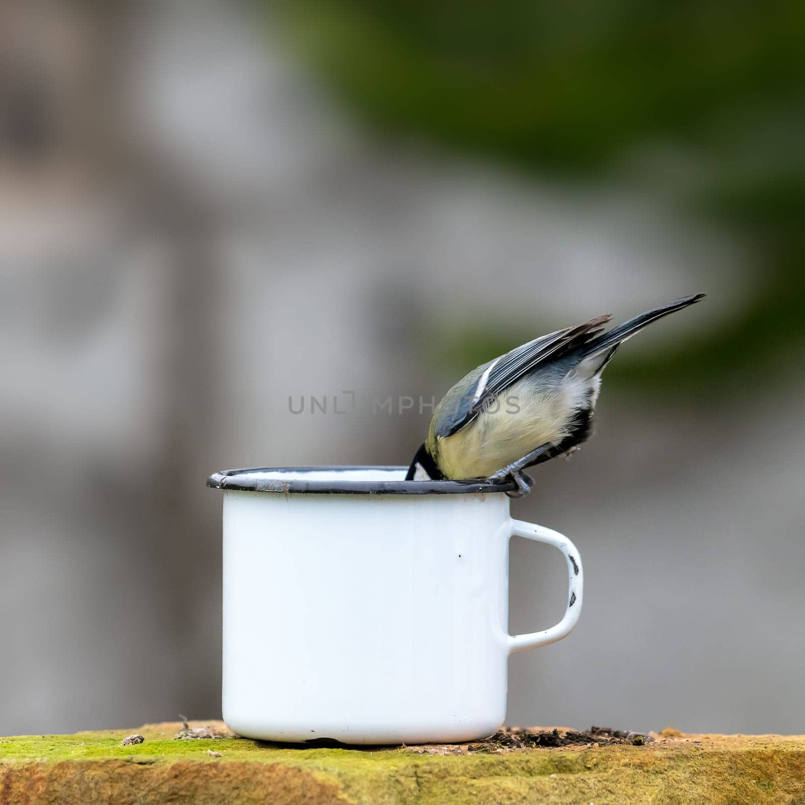 Great tit sits on the edge of a tin cup and sticks its head down with copy space