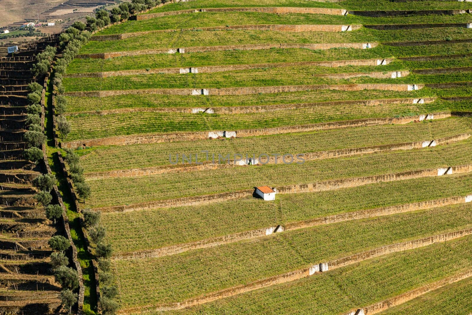 View of the beautifull Torto river valley with vineyards and terraced slopes in the Douro Region, famous Port Wine Region, Portugal.