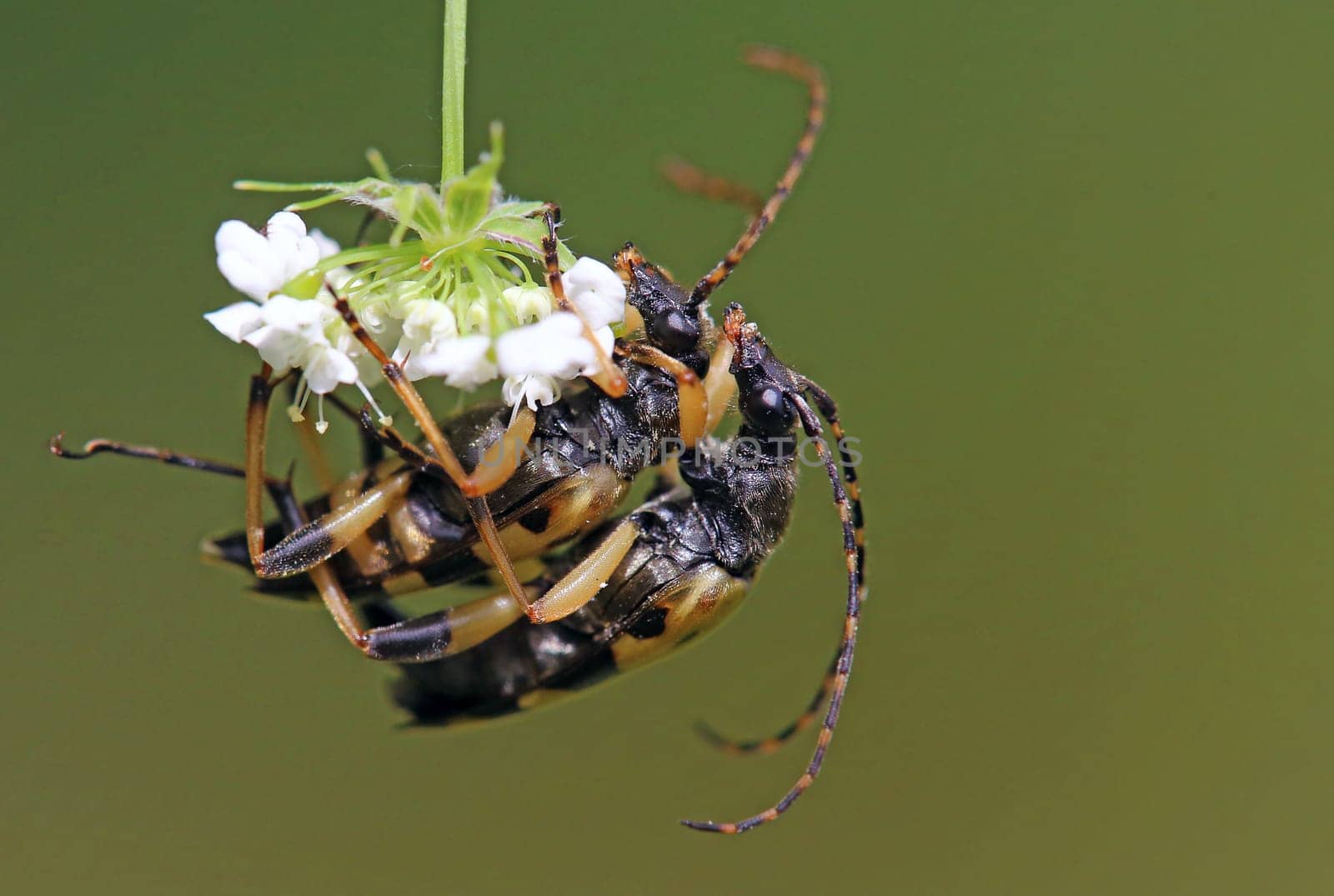 Copulation Spotted Rutpela maculata