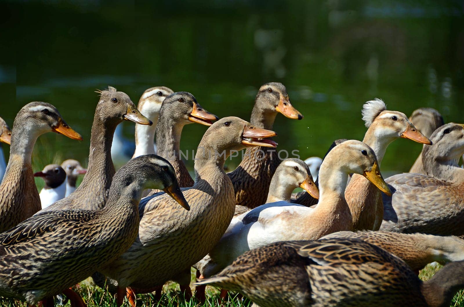 Ducks in the park