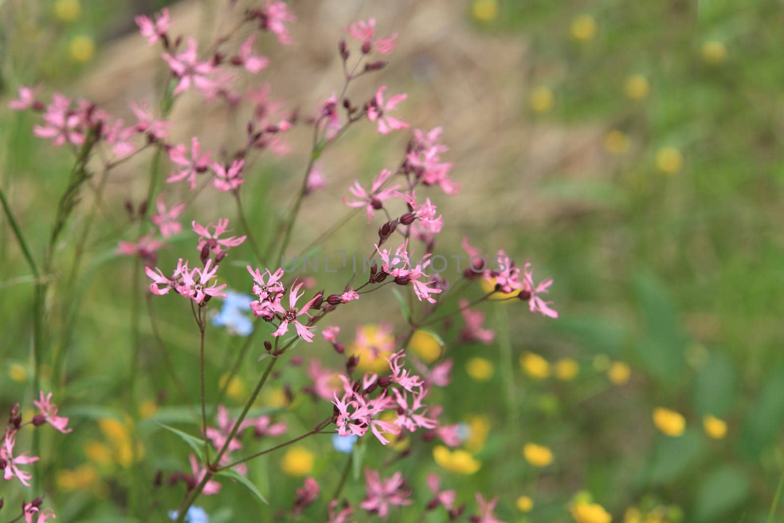 wildflower, Ragged Robin close to, loop