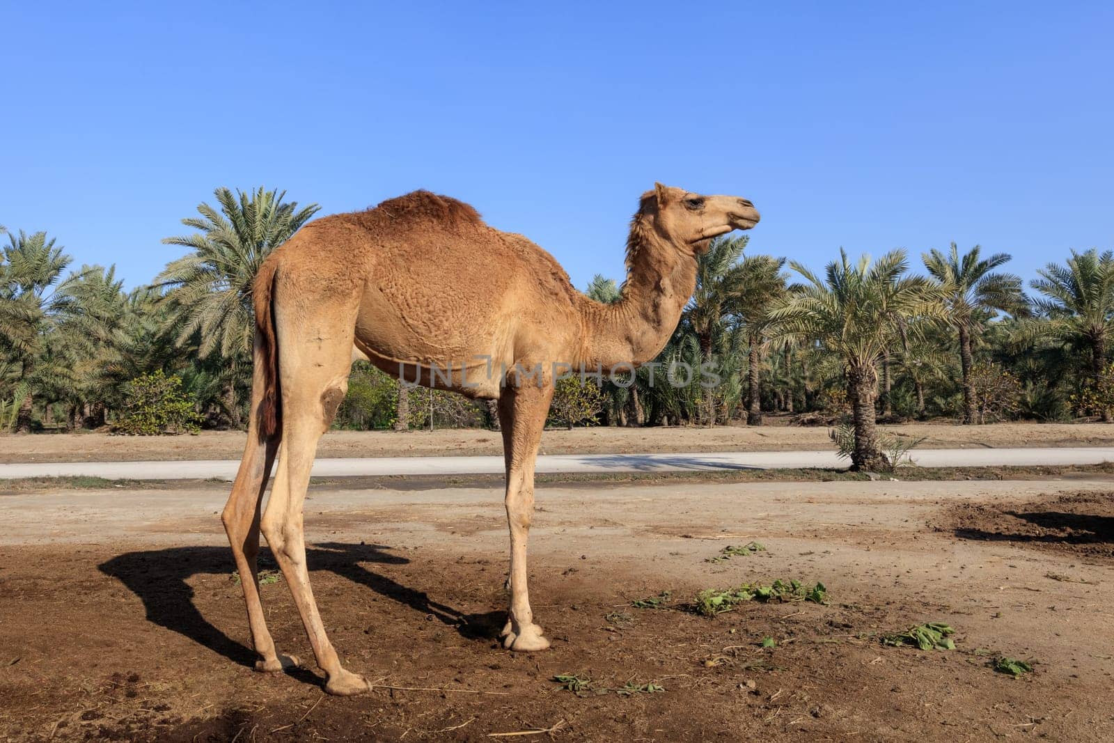 Camel on the royal camel farm in the Bahrain capital Manama