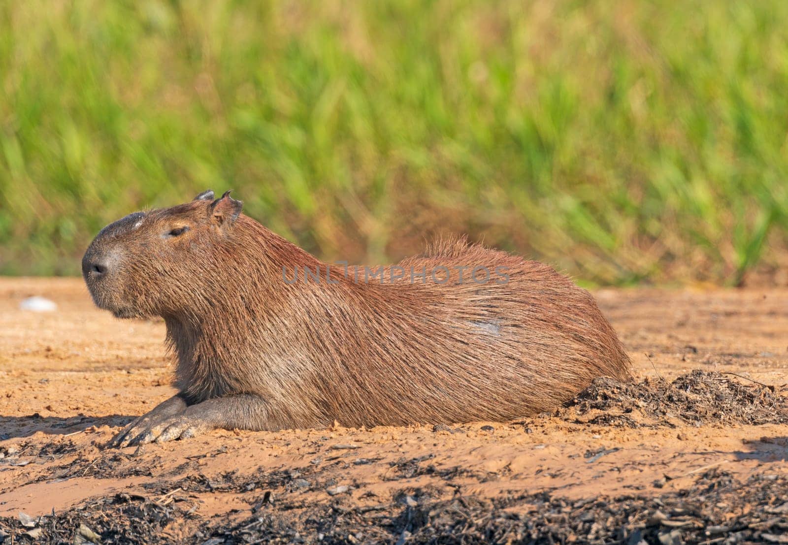 Male Capybara on a River Bank in the Pantanal in Pantanal National Park in Brazil