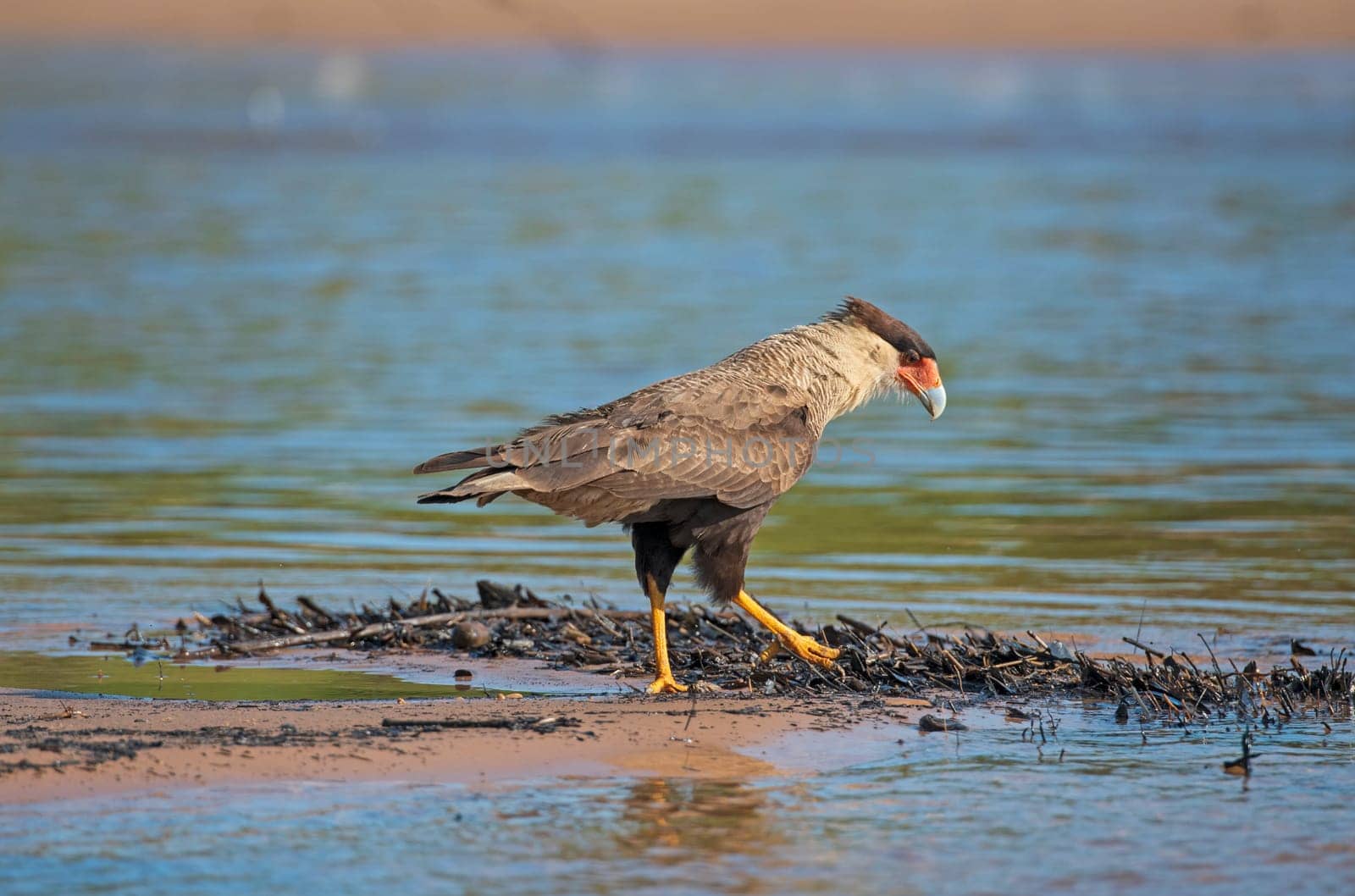 Southern Crested Caracara Patrolling a Sandbar in the Pantanal in Pantanal National Park in Brazil