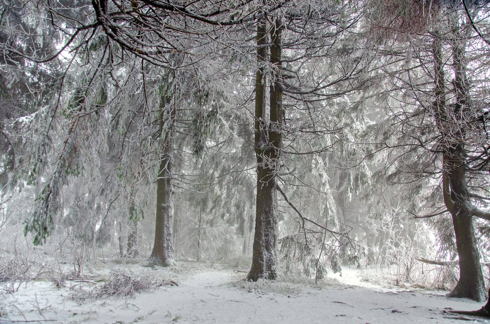 Winter forest in the fog