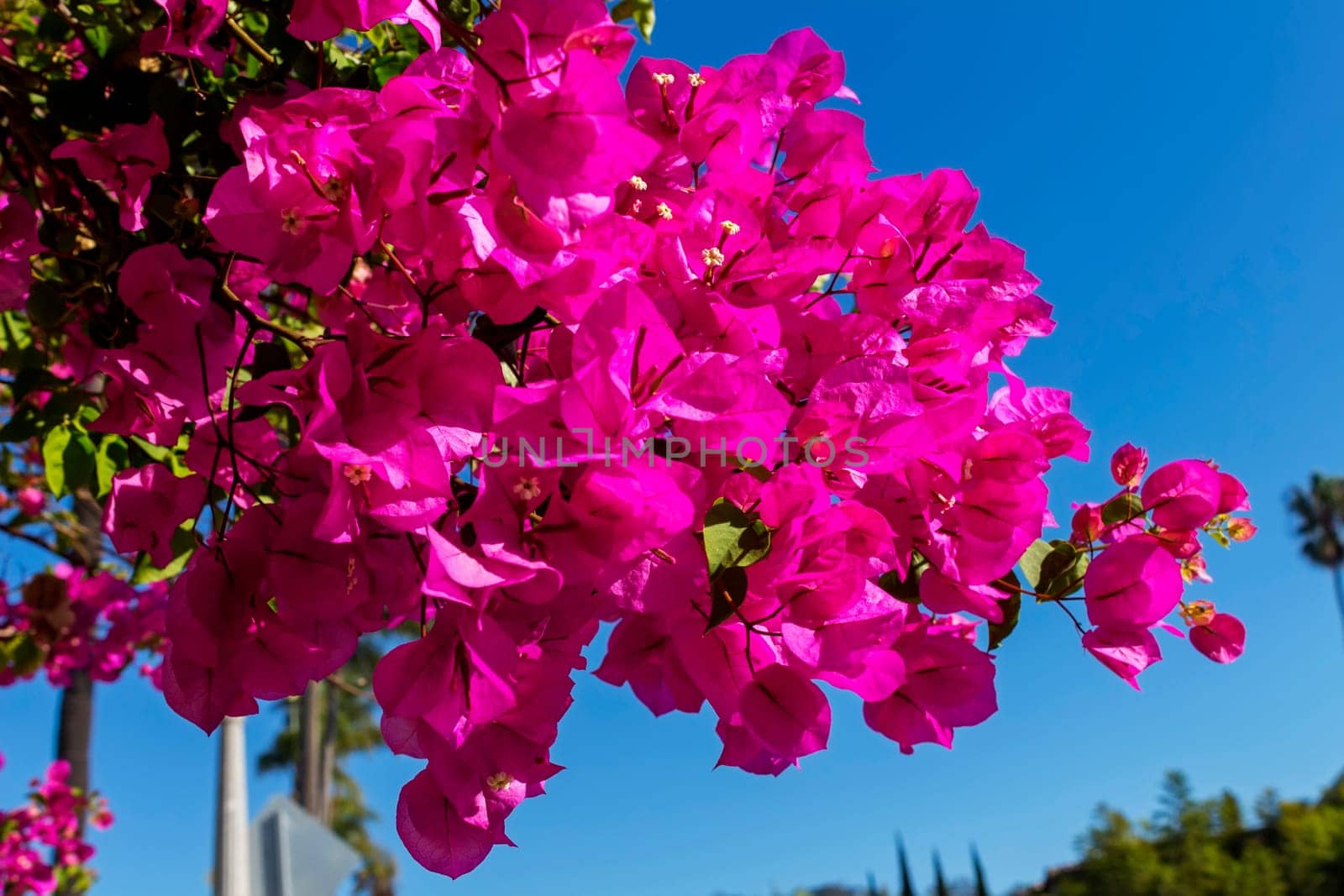 Pink flowers on background of blue sky