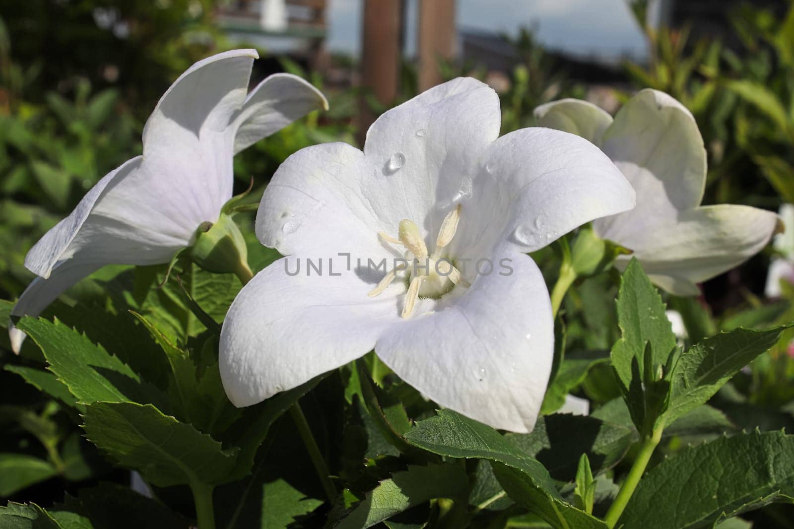 Closeup of opened white balloon flowers in the garden.