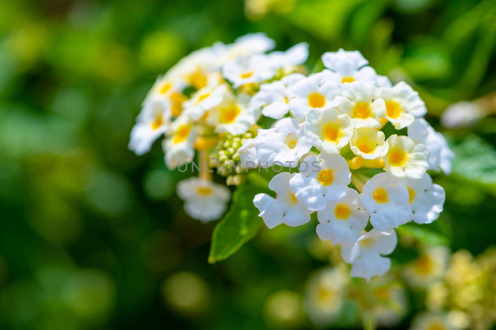 Beautiful nature of tropical flowers, Closeup white yellow Lantana Camara, Cloth of Gold, Hedge Flower, Lantana, Weeping Lantana or White Sage in a green outdoor garden with copy space for background