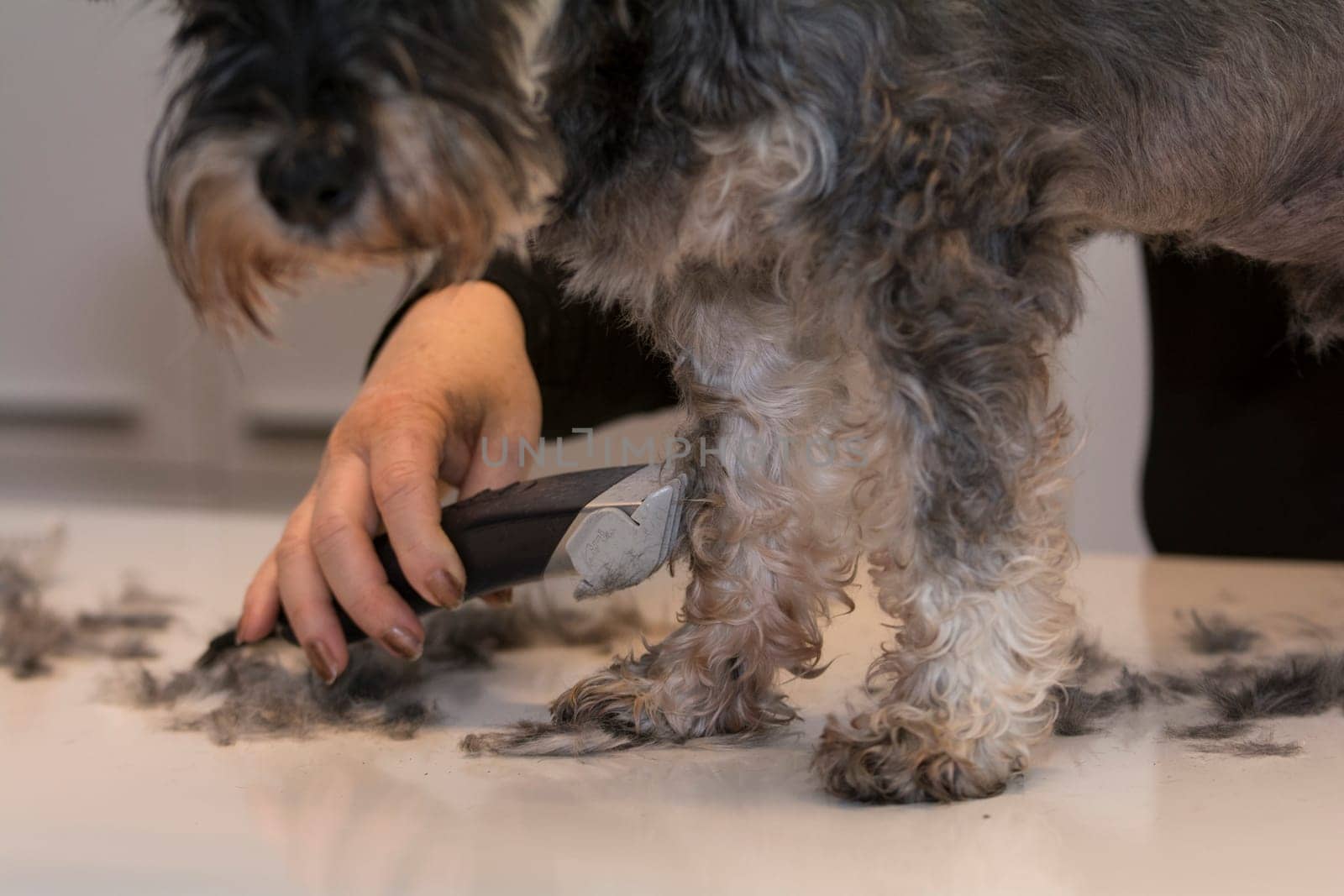 animal barber - equipment