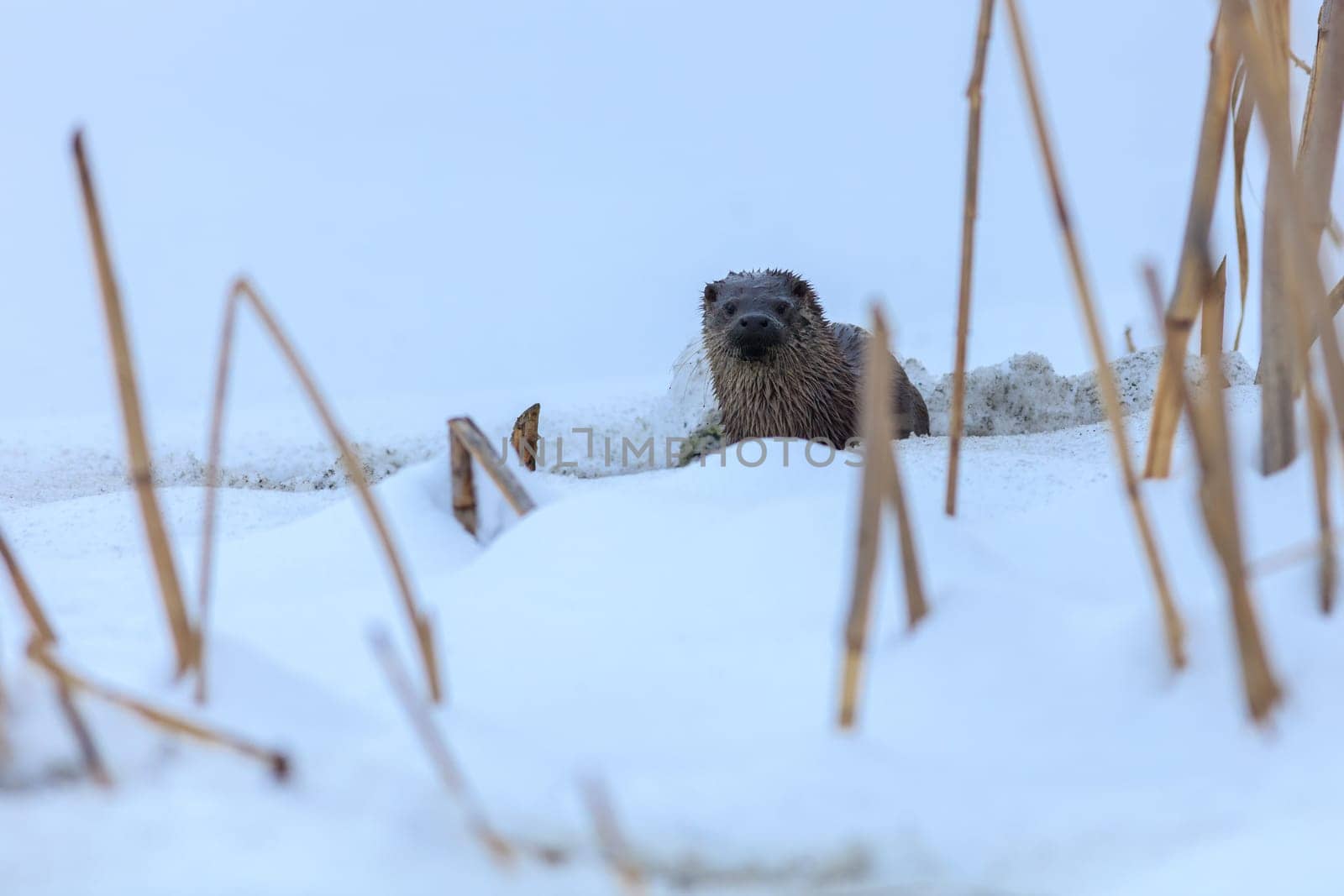 european otter (lutra lutra) in winter. Location: Comana Natural Park, Romania