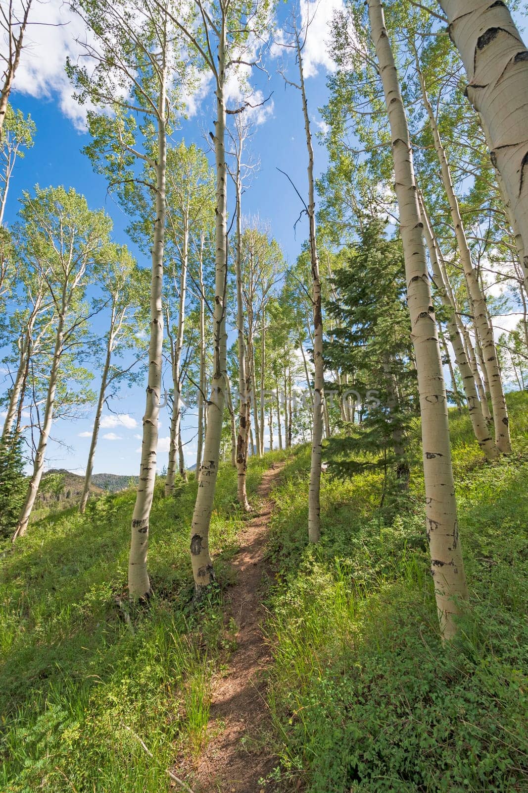 Heading up Through the Aspen on a Mountainside in Great Basin National Park in Nevada