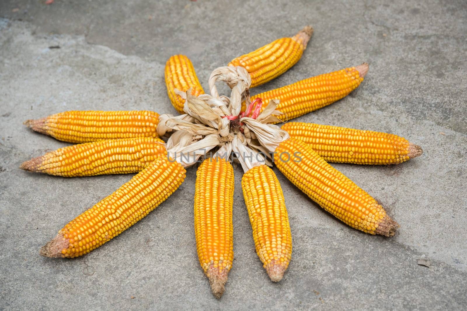 Piles of corn left on the pavement ground to dry, Longji, China