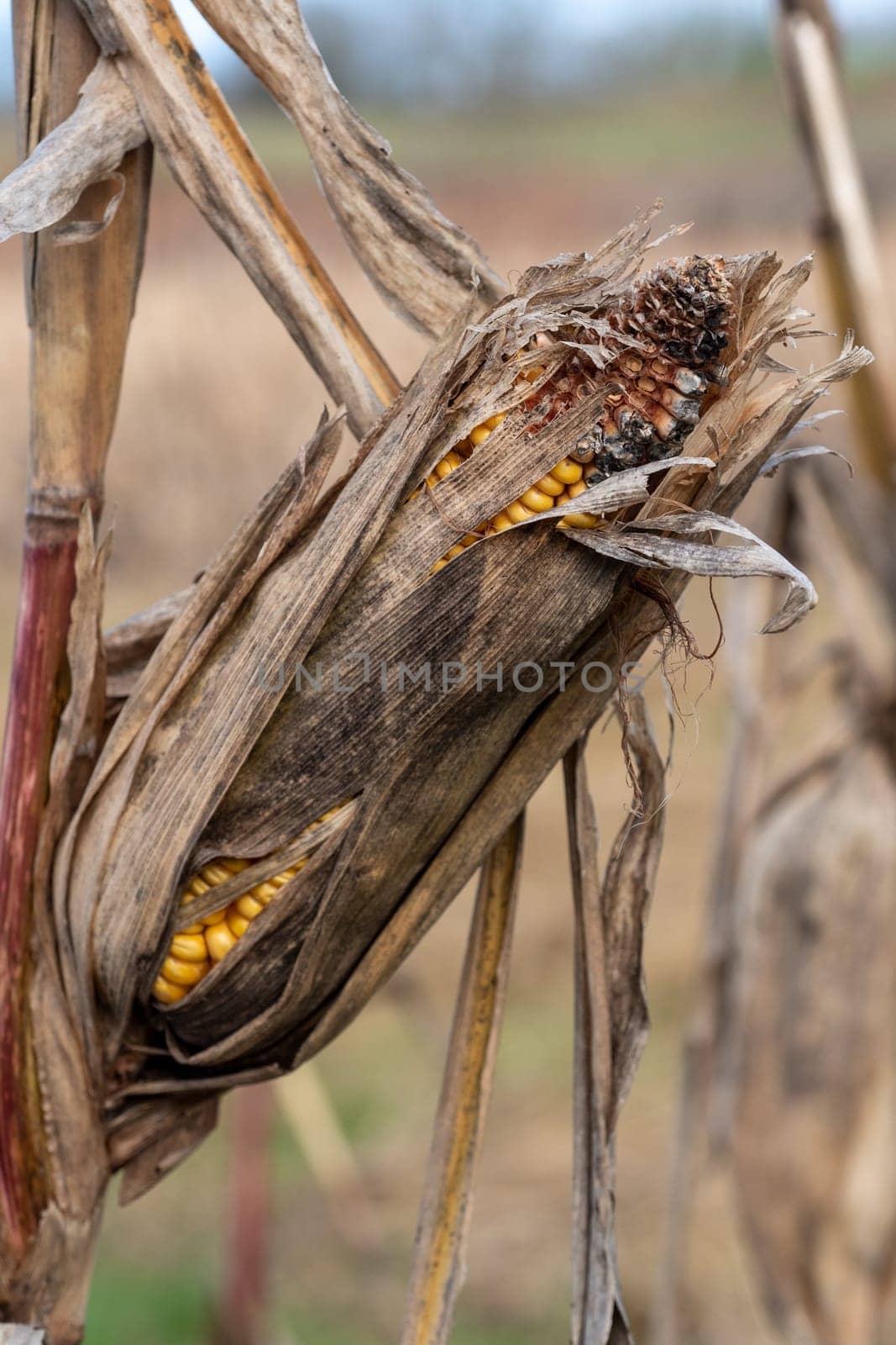 view of a raw corncob, outdoor