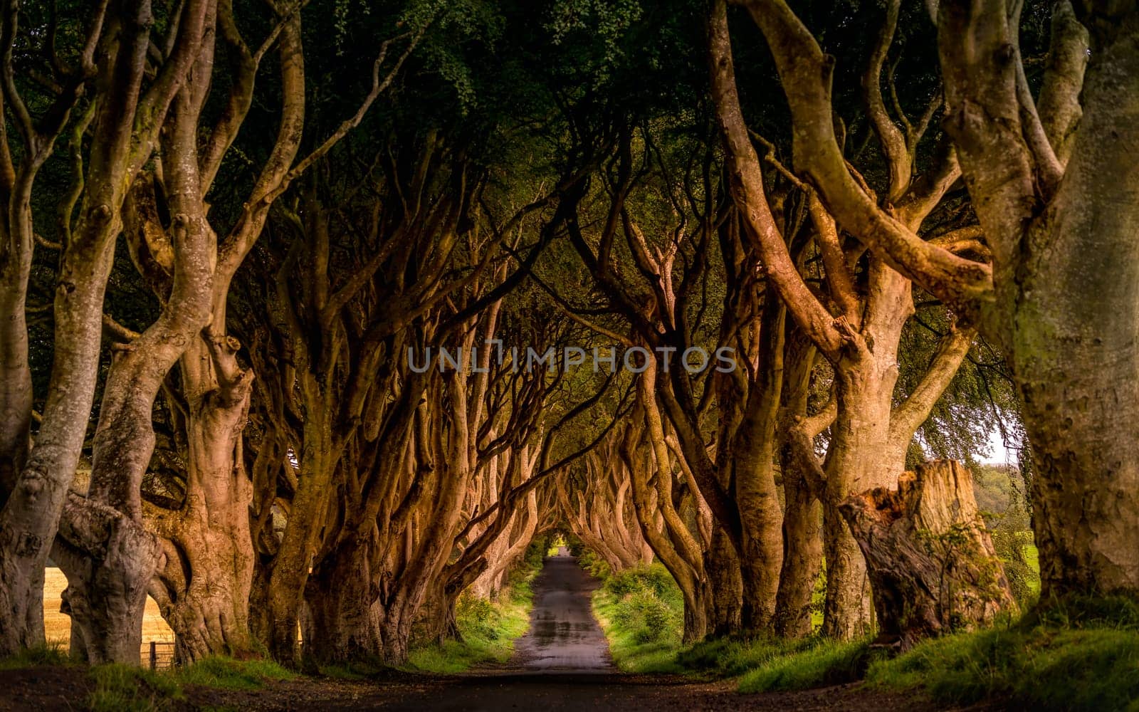 Early morning in spring with worm sunlight at The Dark Hedges, County Antrim, Northern Ireland. Filming location of popular TV show