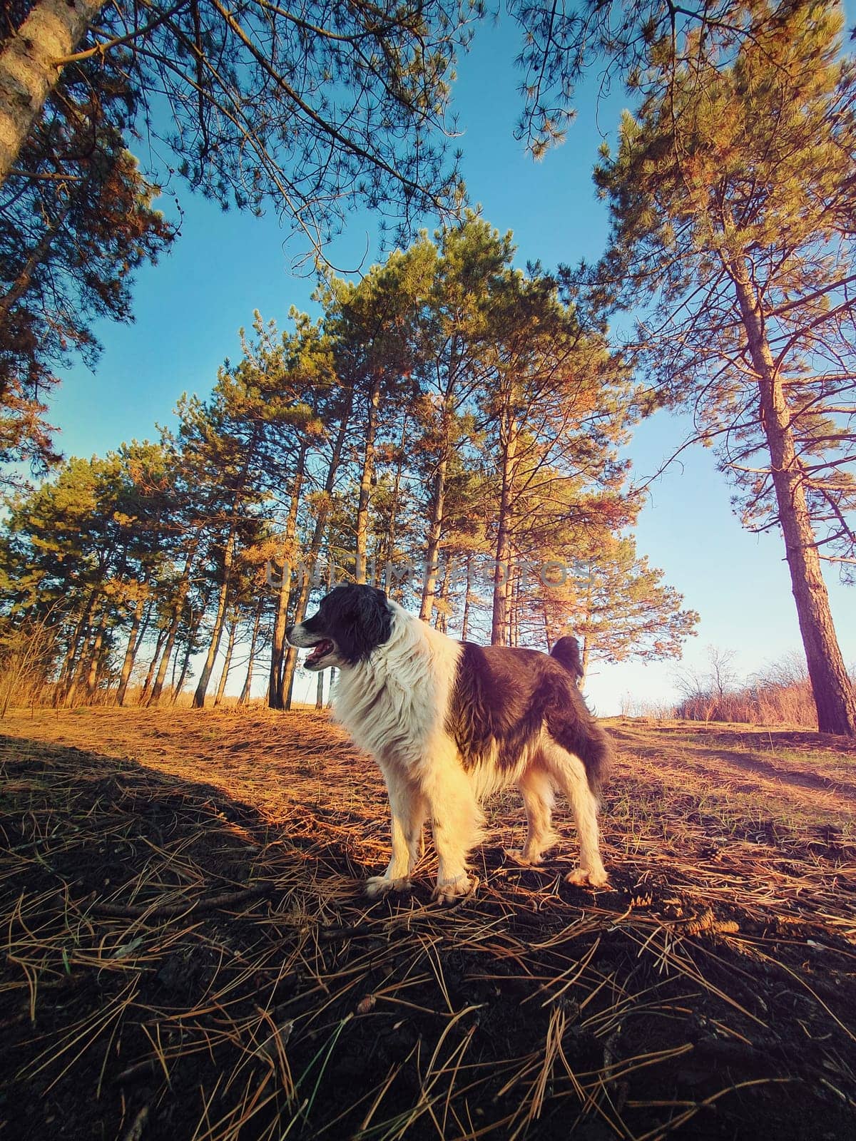 Wide angle vertical portrait of a dog in a pine forest. Evening walk, lovely pet in the woods.
